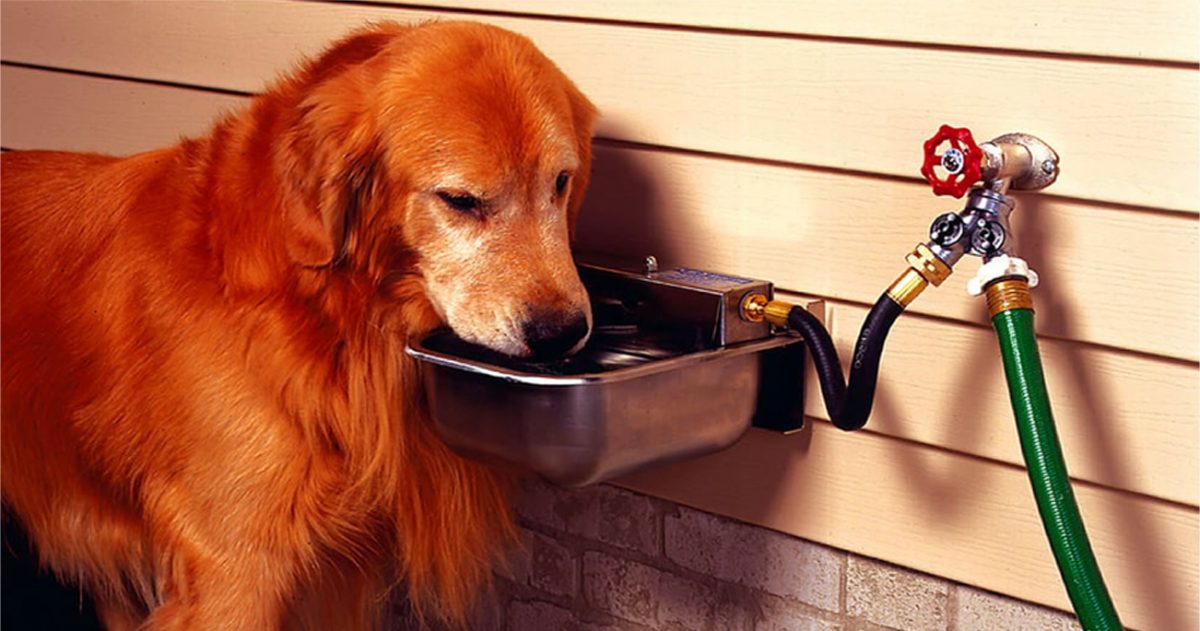 11 Reasons Your Dog Needs an Automatic Waterer