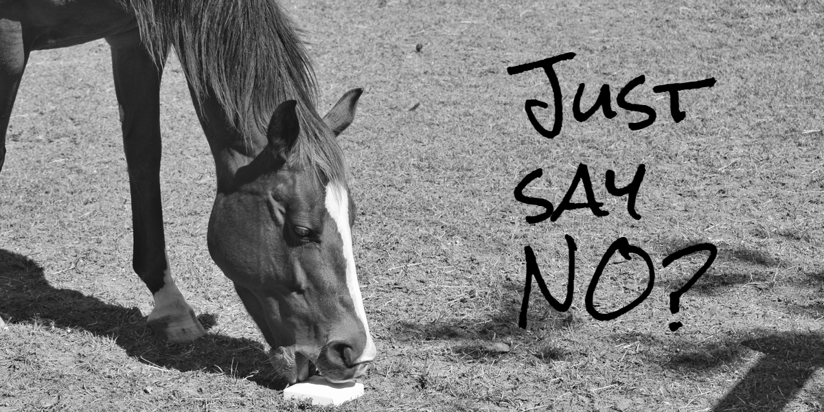 Should you really give that salt block to your horse?