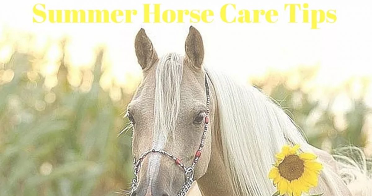 Horse Care Tips: Beat the Heat With Your Horse