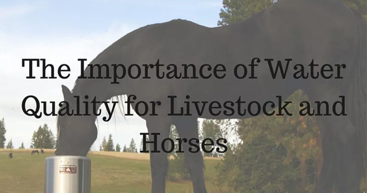 The Importance of Water Quality for Livestock and Horses