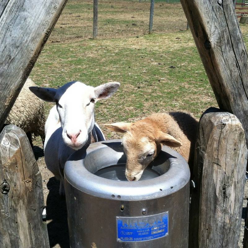 Sheep getting a drink out of a Nelson Waterer