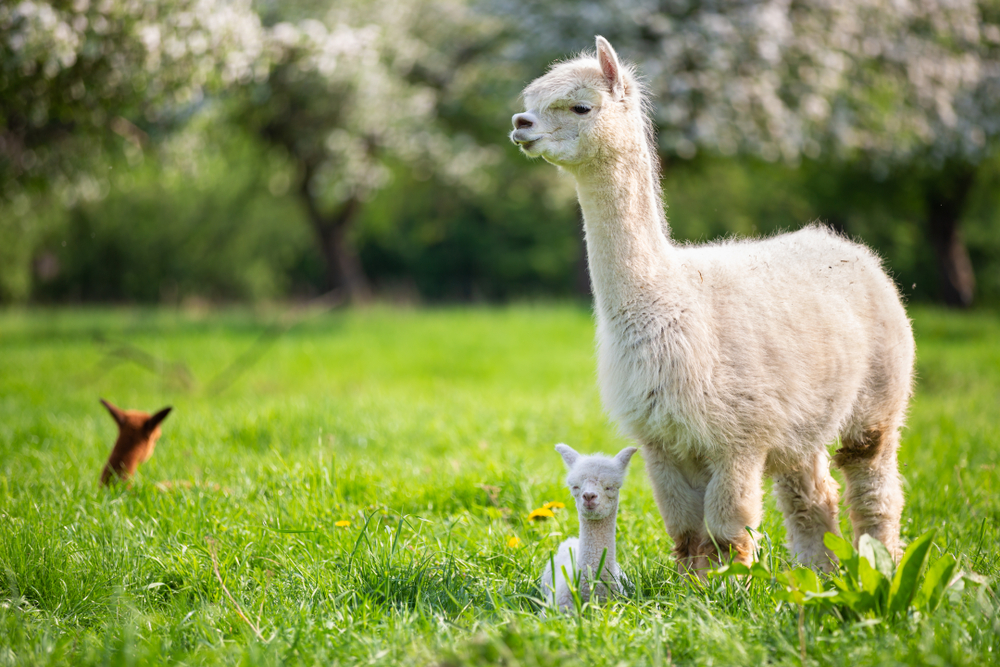 Learn how to care for your alpacas