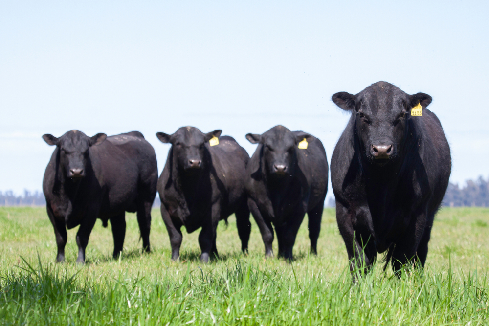 5 Common Livestock Illnesses – The Symptoms, Treatment and Prevention