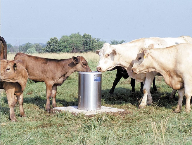 Cows drinking out of an automatic waterer