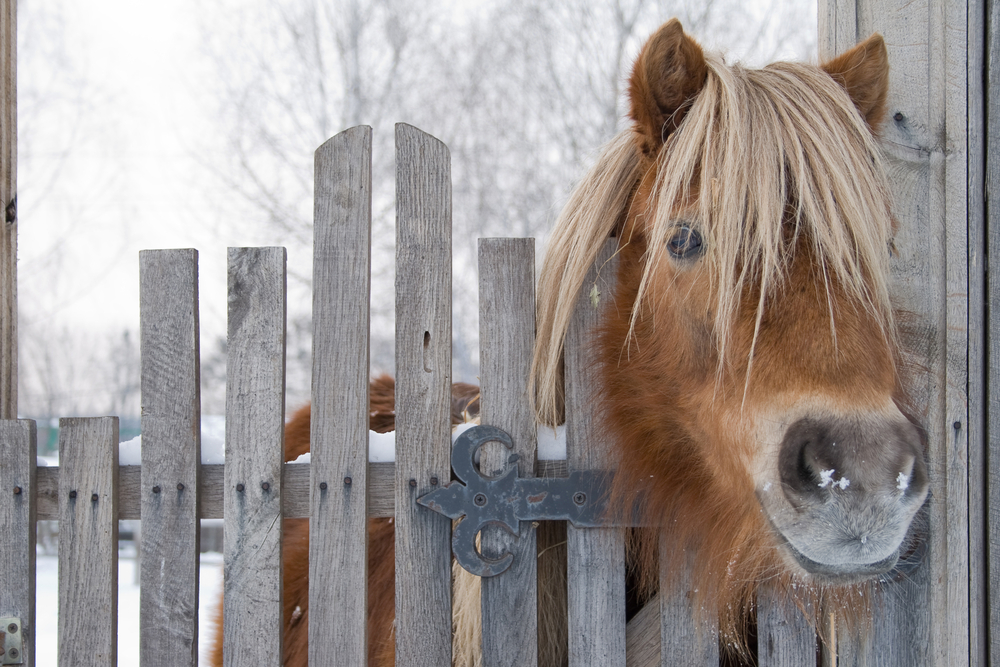 Horse sticking his head out of a wooden fence