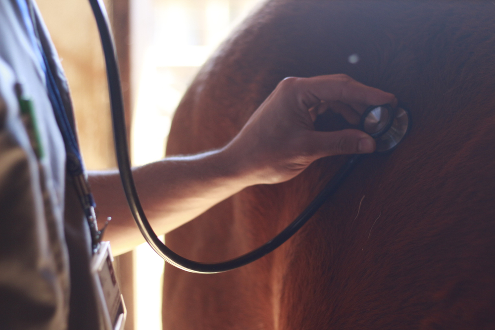 Managing the daily water intake of your livestock is important. Here's some tips on how to keep your livestock healthy.