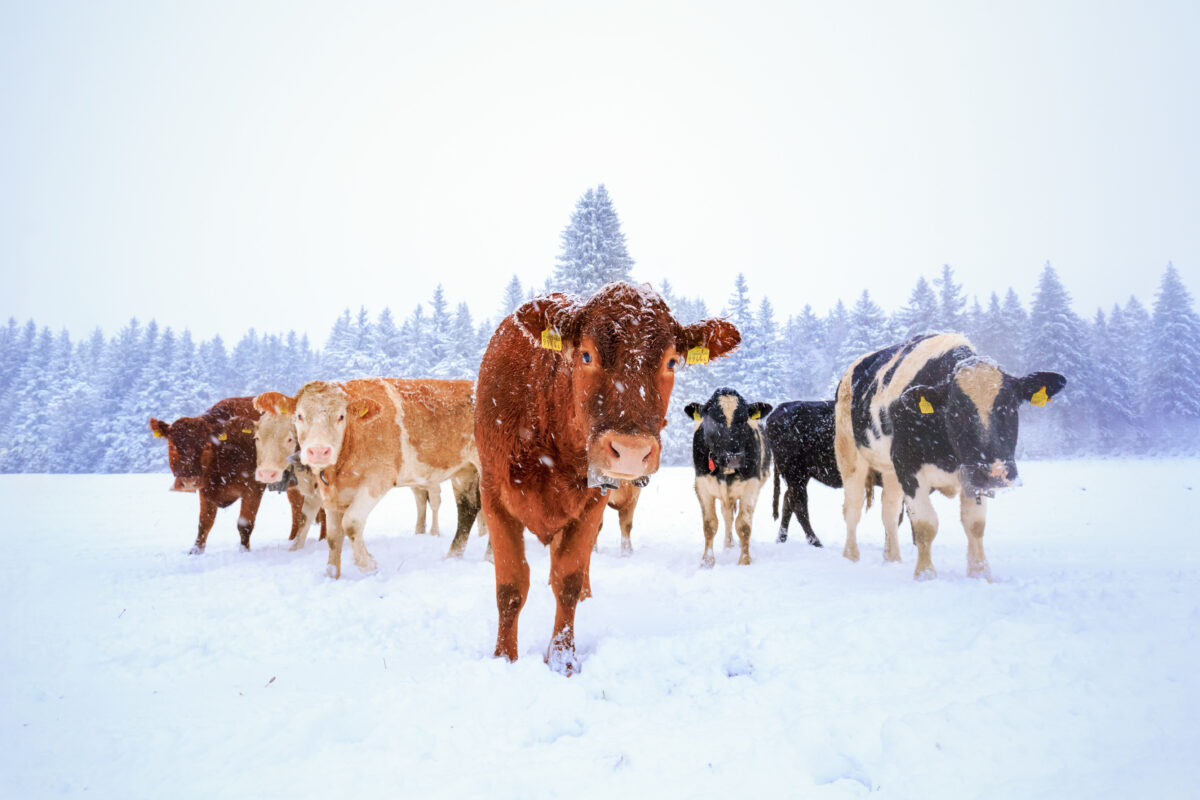 Cows walking on snowy field in winter