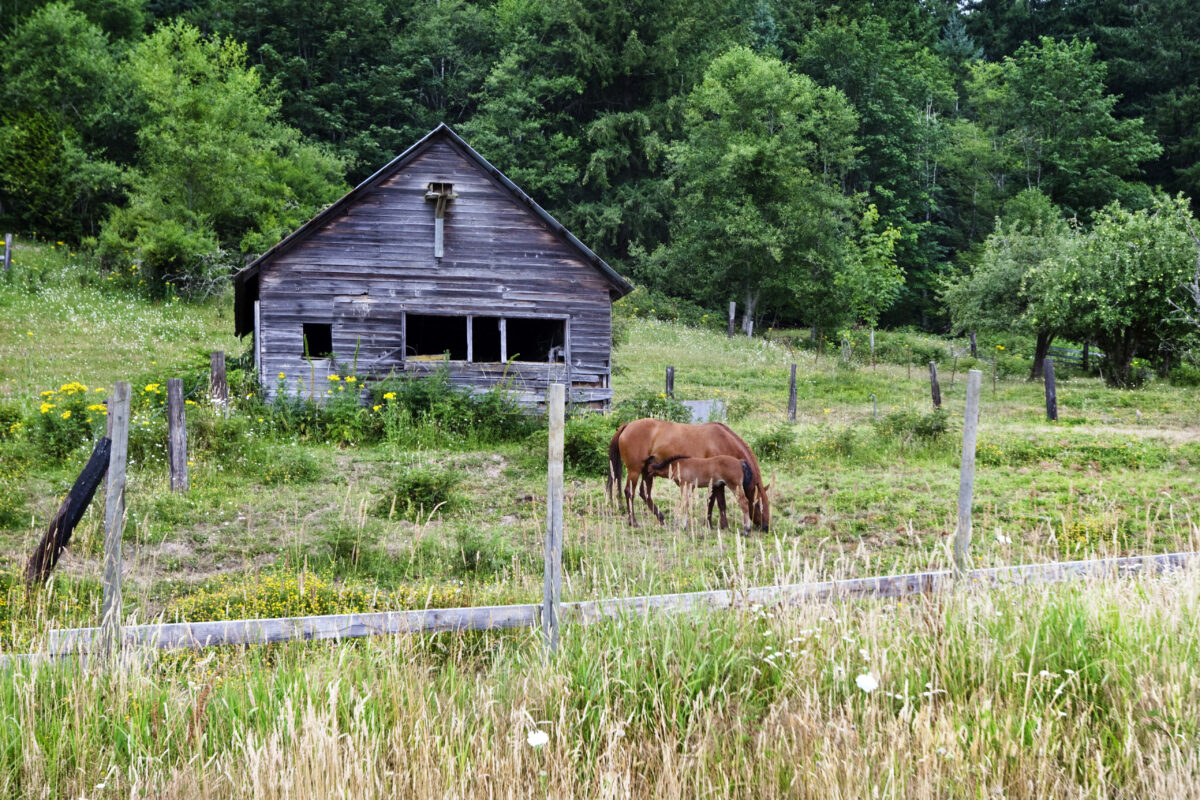 Horse grazing near barn in grassy rural field