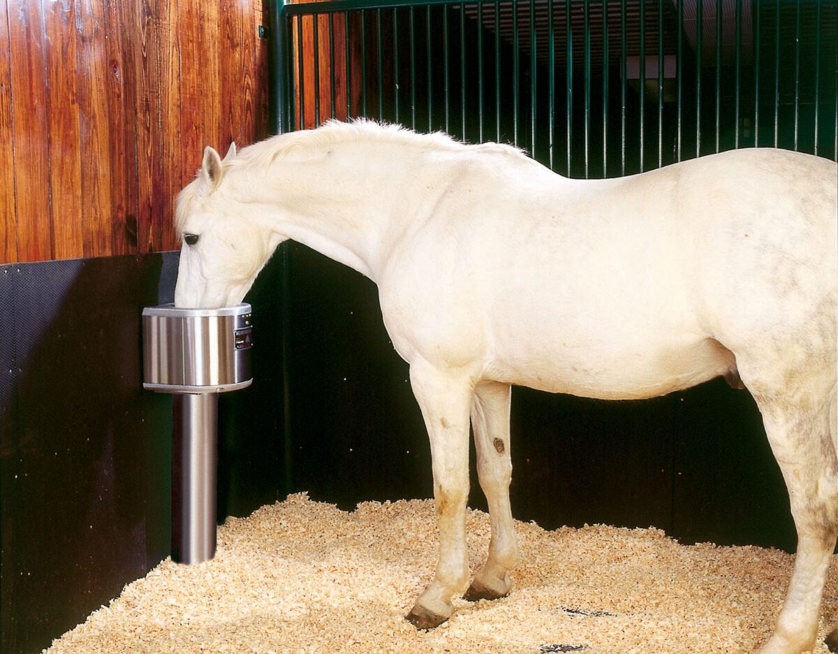 Drink Up: The Benefits of Installing an Automatic Horse Waterer for Your Stable