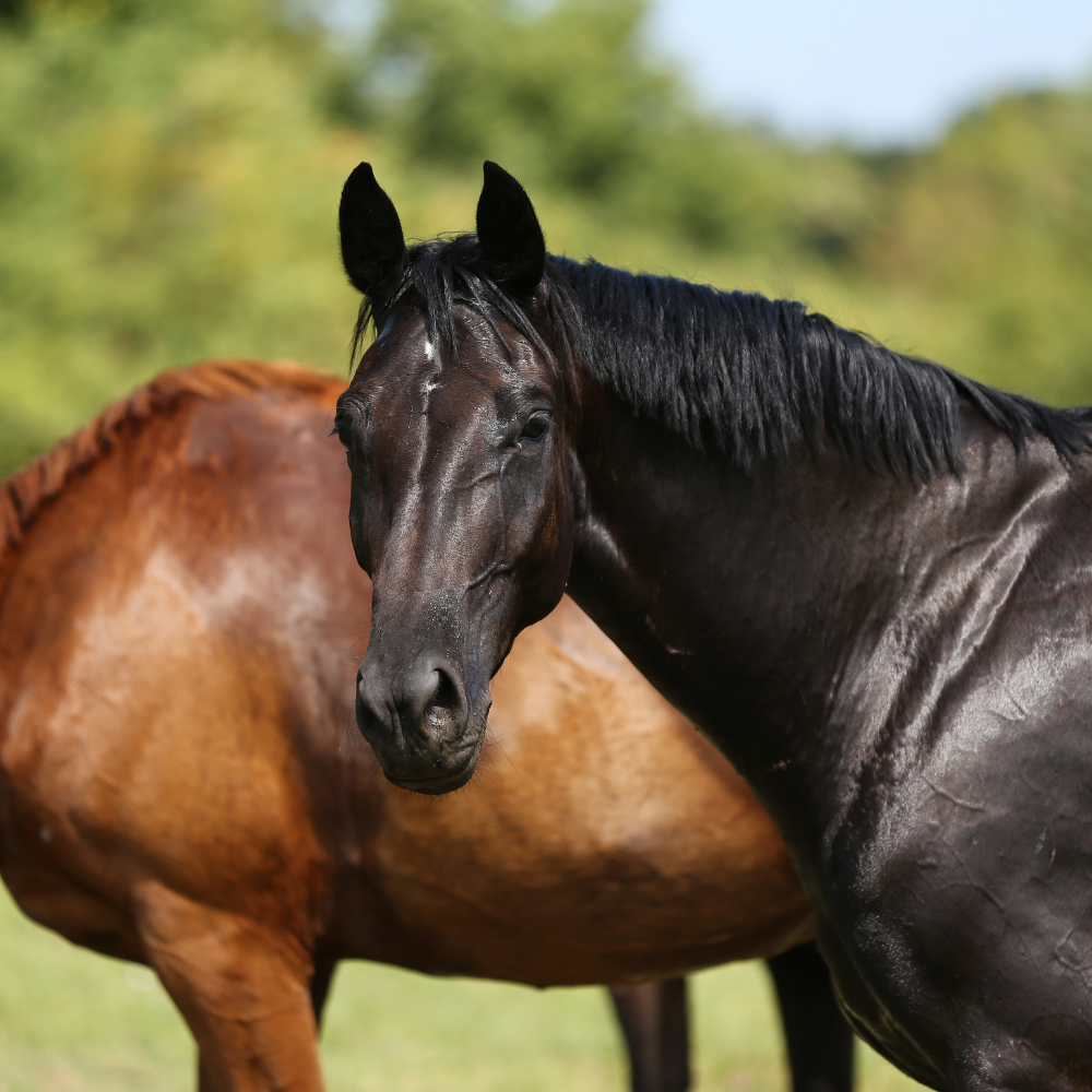Hydration for Horses Comparing Automatic Horse Waterers and Traditional Methods Nelson