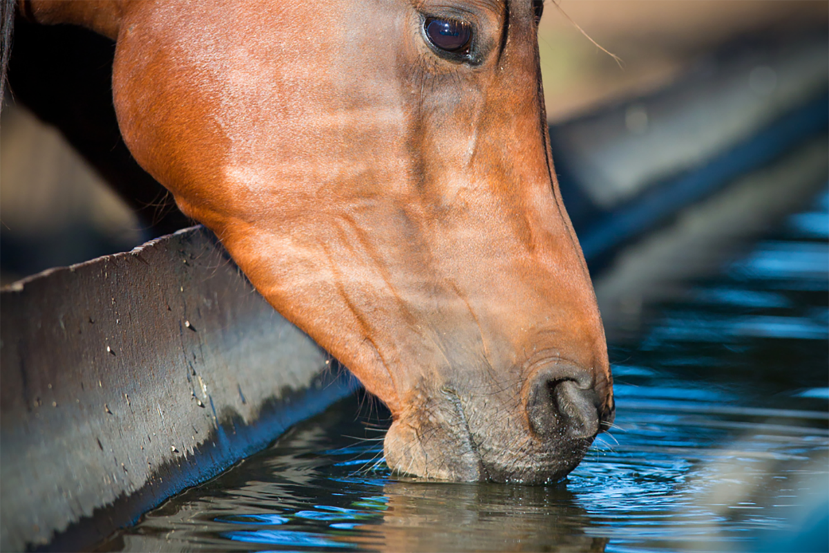 Hydration for Horses: Comparing Automatic Horse Waterers and Traditional Methods