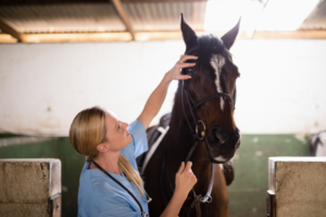horse check-up