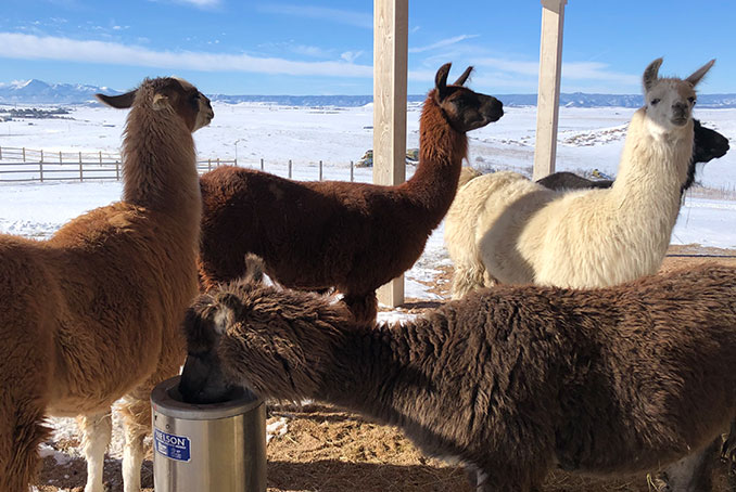700-llamas-1.jpg