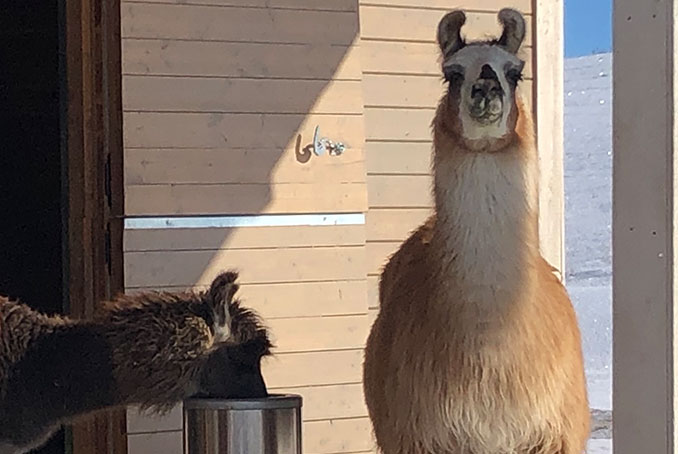 700-llamas-2-1.jpg