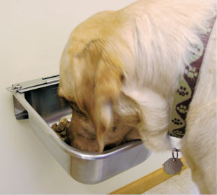 Dog eating out of a automatic dog feeder.