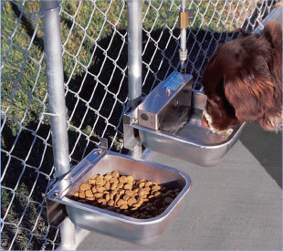 Dog drinking out of an automatic dog waterer with dog feeder next to it.