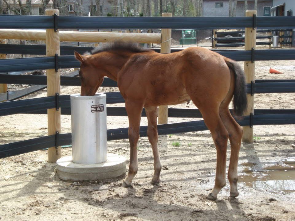 Young horse drinking out of an automatic waterer